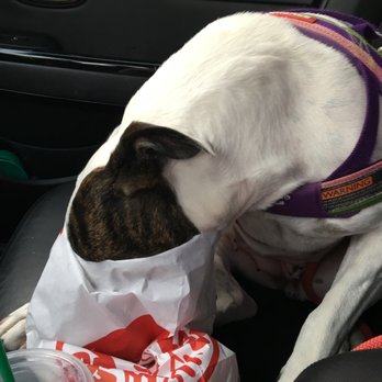 Wendy's - a dog eating a bag of food - Burgers Near Me - Collegeville, Pennsylvania Wendy's - a dog eating a bag of food - Burgers Near Me - Collegeville, Pennsylvania