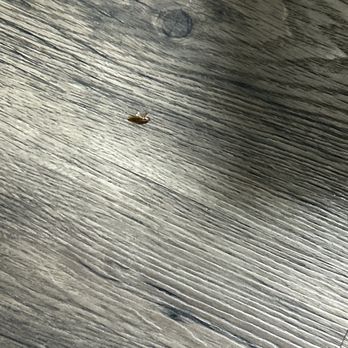 Quality Inn - Cockroaches everywhere the building is pretty much infested!!! - Hotels Near Me - Tullahoma, Tennessee Quality Inn - Cockroaches everywhere the building is pretty much infested!!! - Hotels Near Me - Tullahoma, Tennessee
