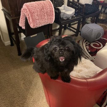 Buttercup Puppies - Pet Breeders Near Me