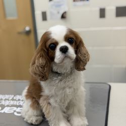 MSPCA Angell - Sugar is seen for routine care at the MSPCA-Angell.