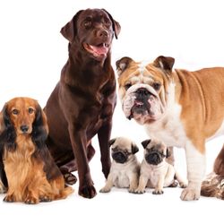 FurryLand Mobile Pet Grooming