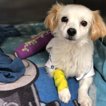 Veterinary Surgical Specialists - Veterinarians Near Me - Tustin, California Veterinary Surgical Specialists - Veterinarians Near Me - Tustin, California