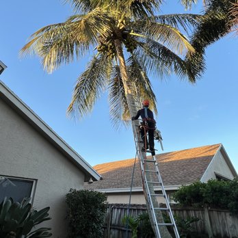A Better Tree - Tree Services Near Me A Better Tree - Tree Services Near Me