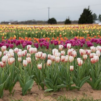 Texas-Tulips - Nurseries & Gardening Near Me - Pilot Point, Texas