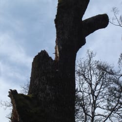 Apex Tree Experts - Just a little damage...