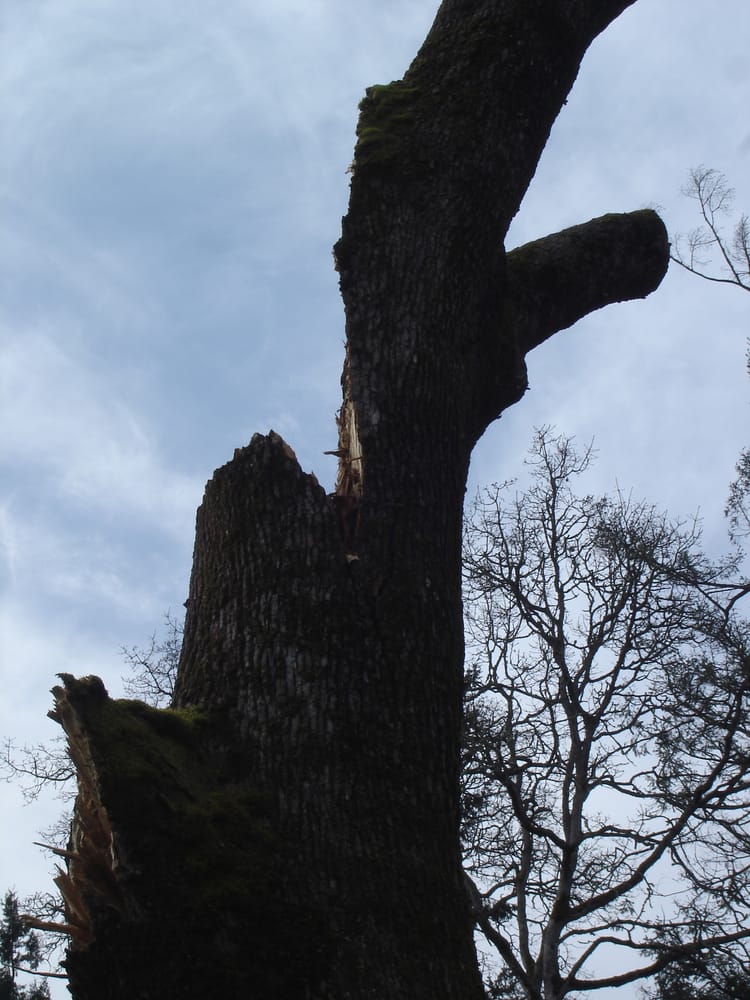 Apex Tree Experts - tree service in Tacoma, WA