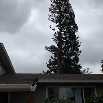 AAA Tree Service Inc - Climber working on the first leader - Tree Services Near Me