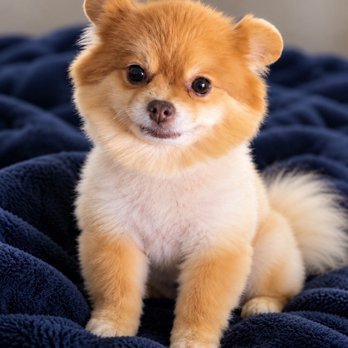 The Good Dog - Loving it - Pet Stores Near Me - Rancho Cucamonga, California