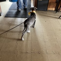 Hillger's Bar - Service animal!