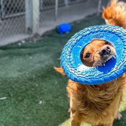 Bittersweet Pet Resorts - Kalamazoo Area - Bittersweet Pet Resorts