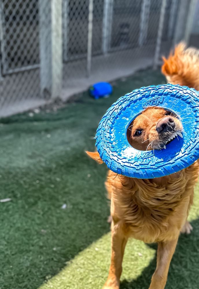 BITTERSWEET PET RESORTS KALAMAZOO AREA Updated October 2024 14