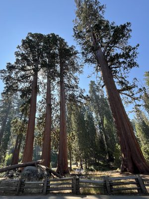 Giant Forest Museum by null