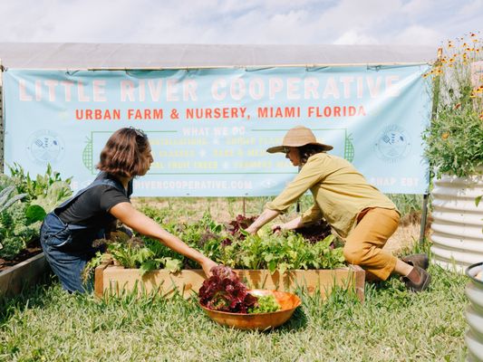 Little River Cooperative Culinary Plant Nursery & Garden Services by null