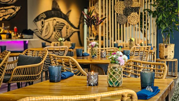 Octopus Baja by null