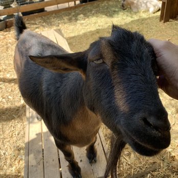 Whitfill Nursery - Petting zoo anyone??? - Nurseries & Gardening Near Me - Phoenix, Arizona Whitfill Nursery - Petting zoo anyone??? - Nurseries & Gardening Near Me - Phoenix, Arizona