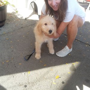 BRIDGEPORT PUPPIES & KITTENS - Updated February 2026 - Request