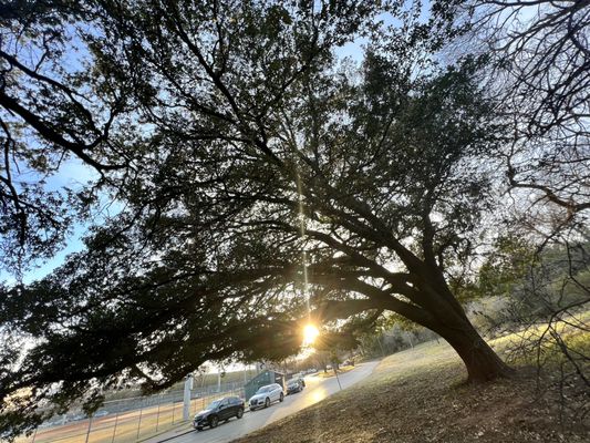 Reverchon Park by null