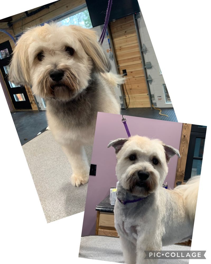 DESHED PROFESSIONAL GROOMING SALON Updated September 2024 Hamilton