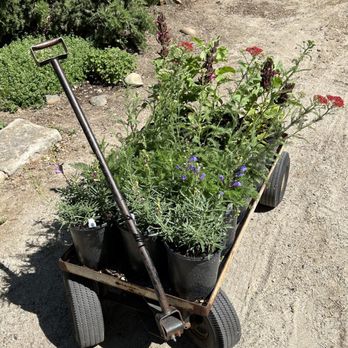 Intermountain Nursery - My cart full of sage, buckwheat, penstemon, yarrow, and elderberry! - Nurseries & Gardening Near Me - Prather, California