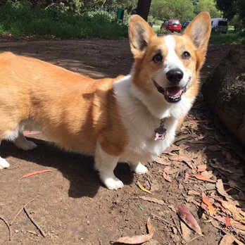 City Pups SF - Dog Walkers Near Me