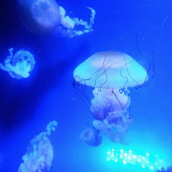 Oregon Coast Aquarium - Aquariums Near Me - Newport, Oregon Oregon Coast Aquarium - Aquariums Near Me - Newport, Oregon