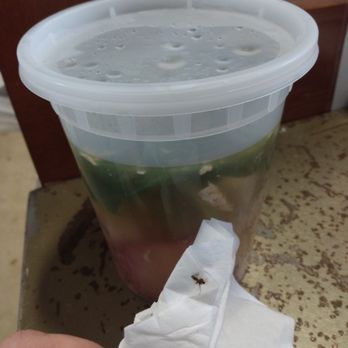 Benjarong Thai Cuisine - The nasty, cooked mosquito from my soup. - Thai Near Me - Maple Valley, Washington