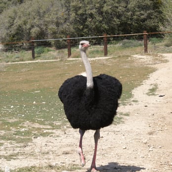 Quail Run Ranch - Elvis the Ostrich. - Tours Near Me - Lake Hughes, California Quail Run Ranch - Elvis the Ostrich. - Tours Near Me - Lake Hughes, California
