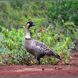 Kauai Photo Tours - More wildlife we saw on the tour.