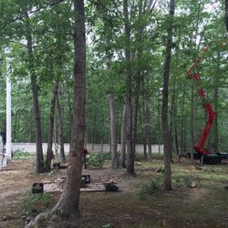 Jason Pilla Tree Specialist