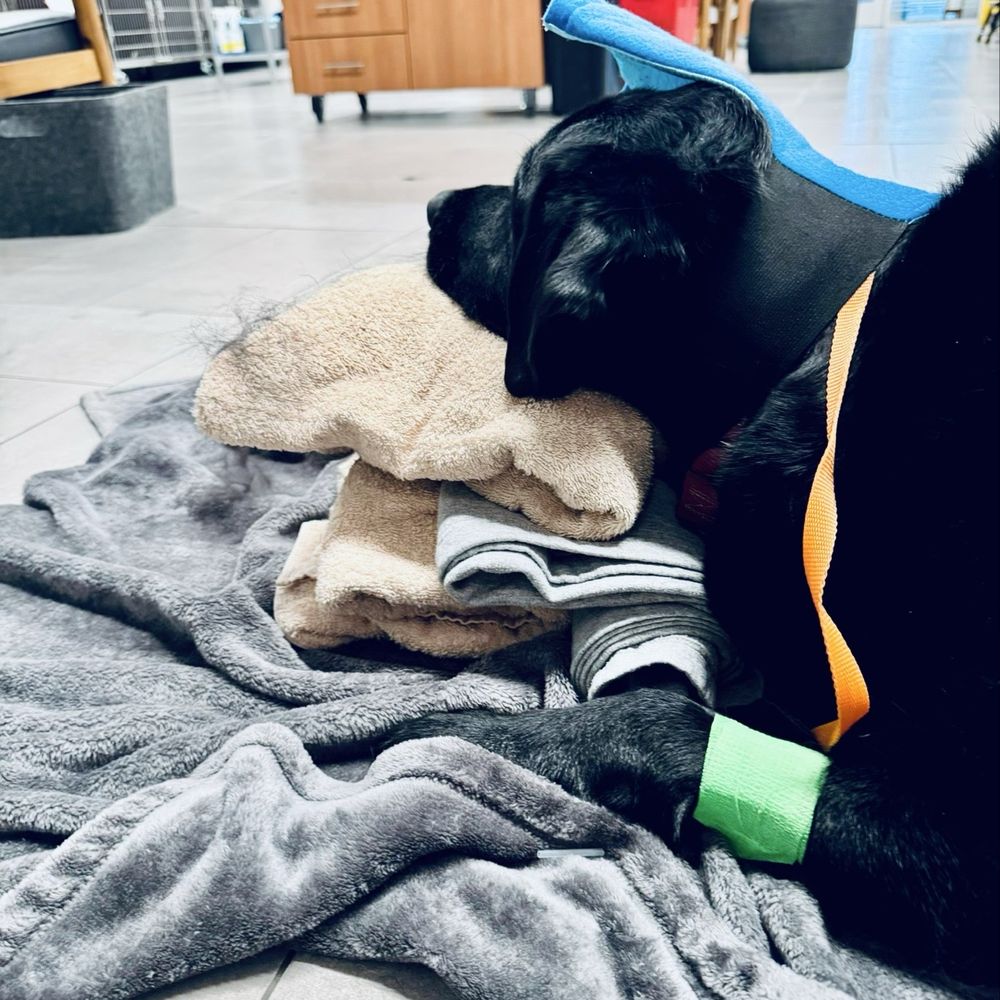VEG ER for Pets - They placed blankets under his head to make him more comfortable. - Emergency Pet Hospital Near Me - Flower Mound, Texas VEG ER for Pets - They placed blankets under his head to make him more comfortable. - Emergency Pet Hospital Near Me - Flower Mound, Texas