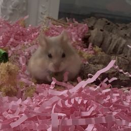 My hamster Elena My hamster Elena