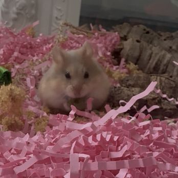 The Animal Connection - My hamster Elena - Pet Stores Near Me - San Francisco, California The Animal Connection - My hamster Elena - Pet Stores Near Me - San Francisco, California