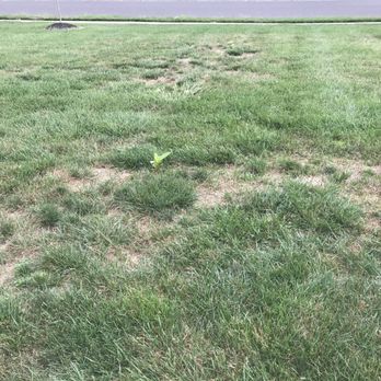 Rich Green Lawns - Weeds taking over after grass was killed - Landscaping Near Me