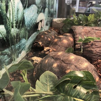 Petco - Turtles - Pet Stores Near Me - Honolulu, Hawaii Petco - Turtles - Pet Stores Near Me - Honolulu, Hawaii