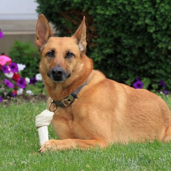 Sit Means Sit Cleveland-Akron - Pet Training Near Me - Northfield, Ohio Sit Means Sit Cleveland-Akron - Pet Training Near Me - Northfield, Ohio