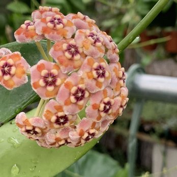 Succulents Empire - Nurseries & Gardening Near Me - Orlando, Florida Succulents Empire - Nurseries & Gardening Near Me - Orlando, Florida