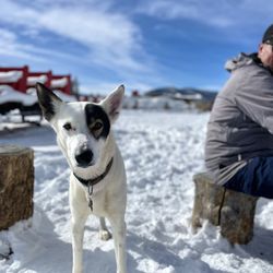 Dashing Thru the Snow - Friendly, cute dog visiting.