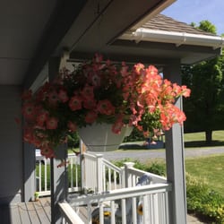 Olde Saratoga Home & Garden - These are on 3rd bloom since I had them and are awesome. Customer service great and super friendly, no complaints. Reasonable priced.