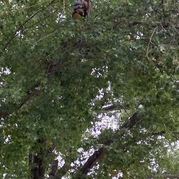 Lumberjane Tree Services - Barbara in a shumard oak, removing ice storm damaged limbs - Tree Services Near Me Lumberjane Tree Services - Barbara in a shumard oak, removing ice storm damaged limbs - Tree Services Near Me