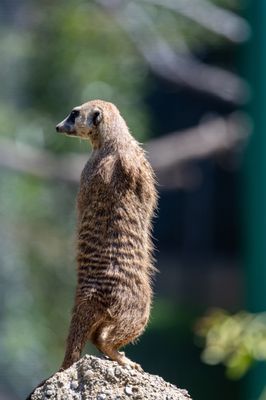 Oakland Zoo by null