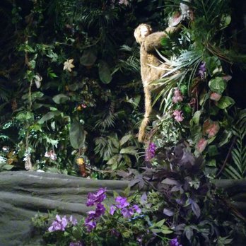 Rainforest Cafe - American Near Me - San Antonio, Texas Rainforest Cafe - American Near Me - San Antonio, Texas