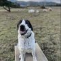 Photo of Dopamine K9
