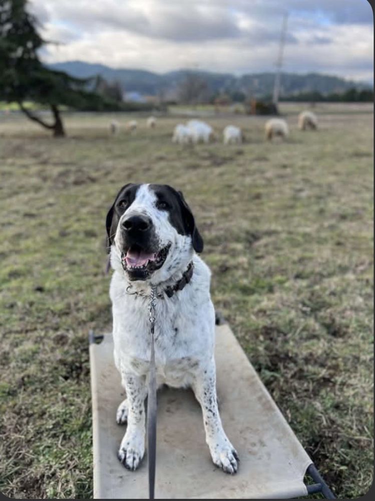 Dopamine K9 - pet boarding facility in Eugene, OR