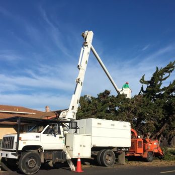 Saunders Tree Service - Tree Services Near Me - Hayward, California Saunders Tree Service - Tree Services Near Me - Hayward, California
