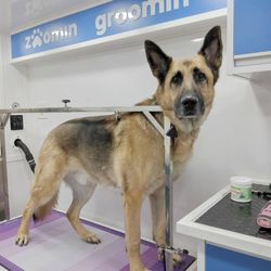 Zoomin Groomin - Hi, I'm Diesel and I love when Zoomin Groomin visits!