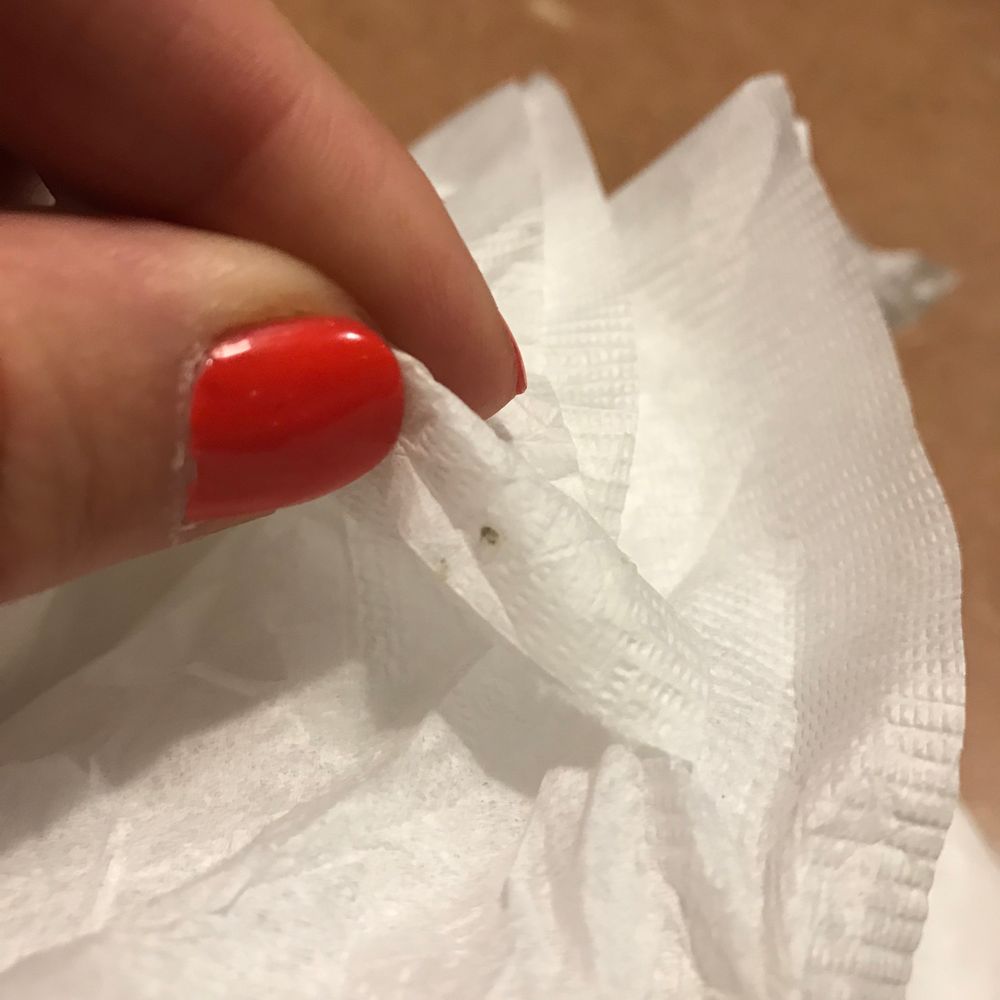 Denny's - One of the bugs we crushed on our table. - Diners Near Me - Page, Arizona