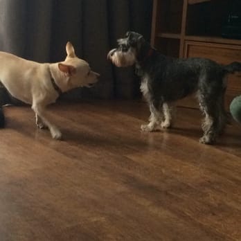 Care2Pets - Lolli with one of her sleepover buddies! - Dog Walkers Near Me - Stockport, XGM