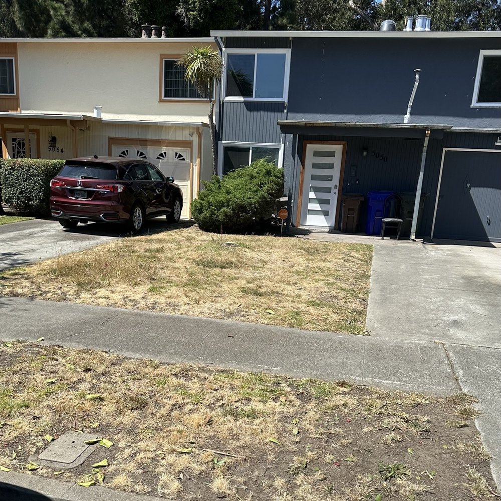Bay Area Tree Pro - After - Tree Services Near Me Bay Area Tree Pro - After - Tree Services Near Me