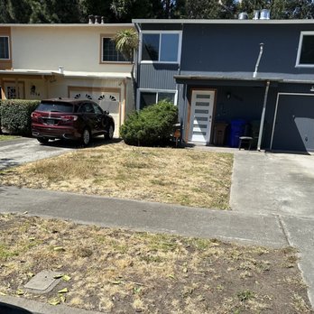 Bay Area Tree Pro - After - Tree Services Near Me Bay Area Tree Pro - After - Tree Services Near Me