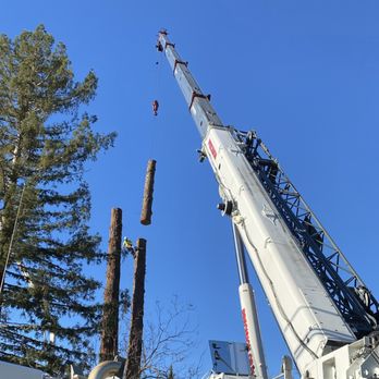 Sam's Tree Service - We remove large trees in tight spaces. - Tree Services Near Me - Santa Rosa, California